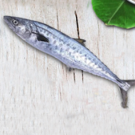 KIng Fish
