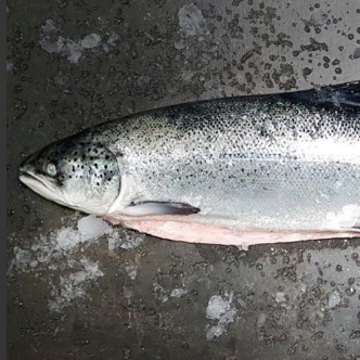 Salmon